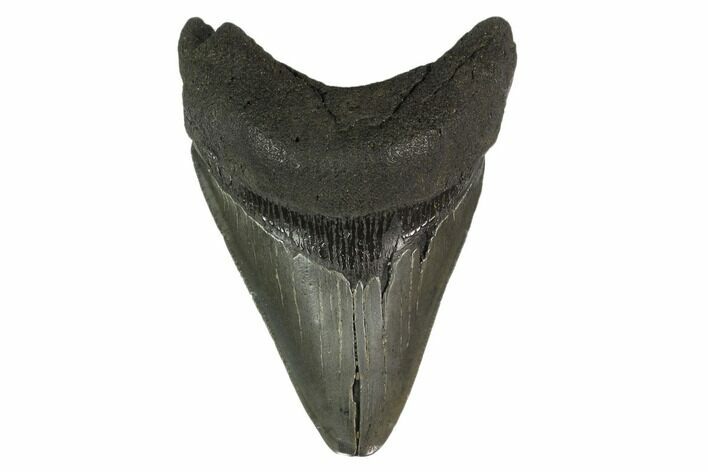 Fossil Megalodon Tooth - Serrated Blade #130802